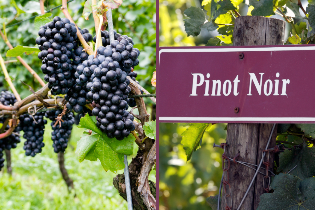 Trattamenti con Zeolite su Vitis vinifera L. cv Pinot Noir in Condizioni di Stress da Siccità