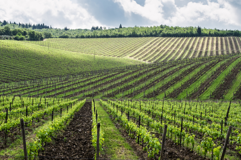 Applicazione fogliare di caolino e zeoliti: una soluzione promettente contro il cambiamento climatico in Vitis vinifera L. cv. Sangiovese