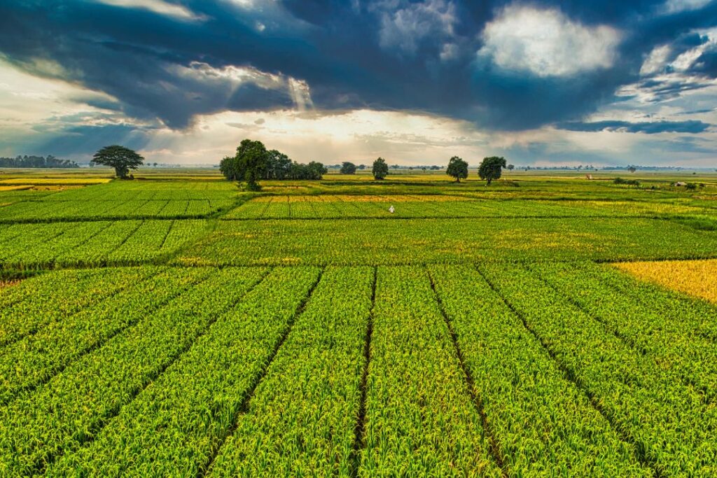 Come Utilizzare il Caolino per Proteggere le Piante