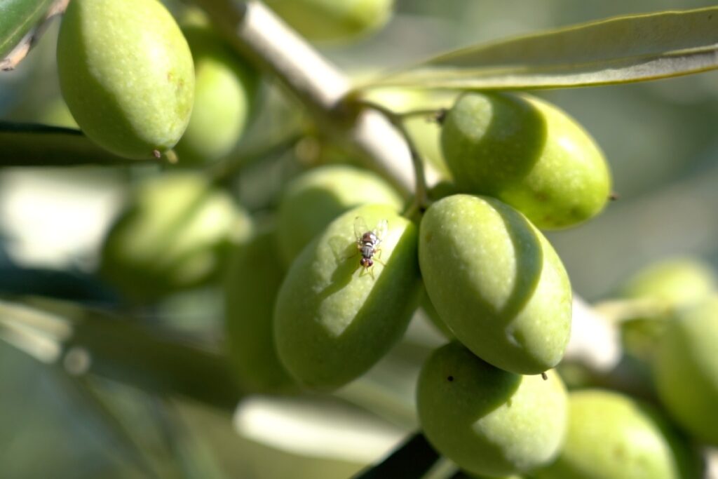 Strategie di controllo biologico e lotta della Mosca dell’Olivo