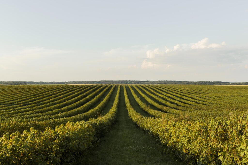 Estratto di Castagno a Base di Tannino AGRIH ®: nutrizione e difesa agricola