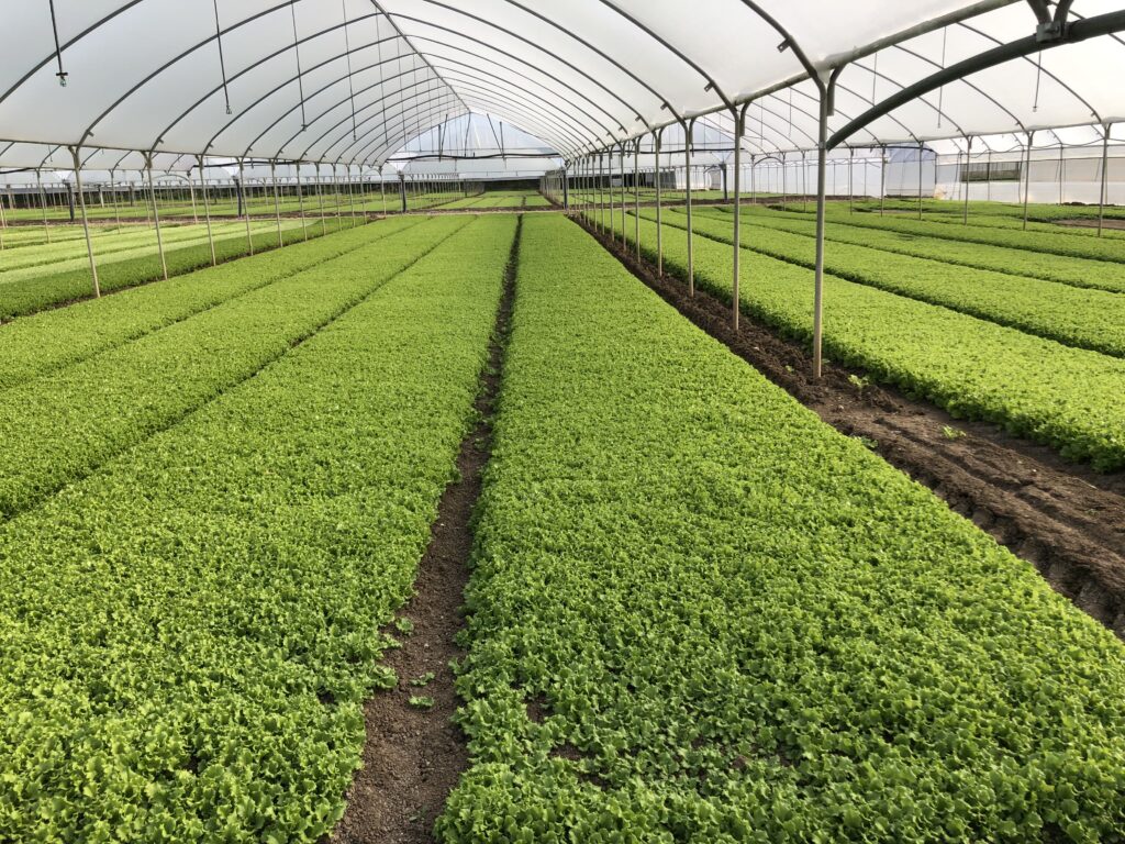 Gli Induttori di Resistenza in Agricoltura: la risposta di AGRIH® ad una crescente esigenza di mercato