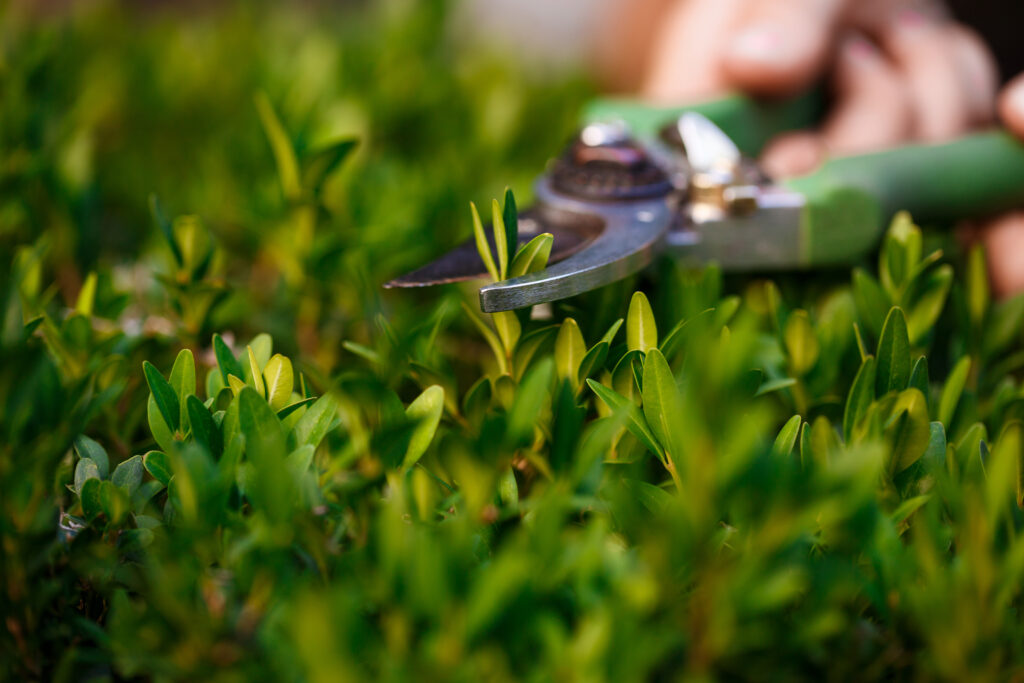 L’invernamento delle Colture Arboree: come gestirlo al meglio e preparare la pianta per una ripresa vegetativa ottimale. I consigli dell’Agronomo.