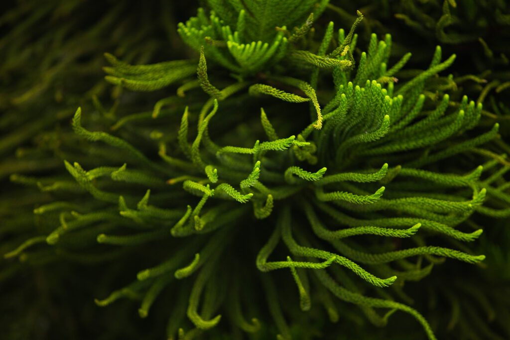 Ascophyllum Nodosum in agricoltura: AGRIH® lancia ASCOSPRINT