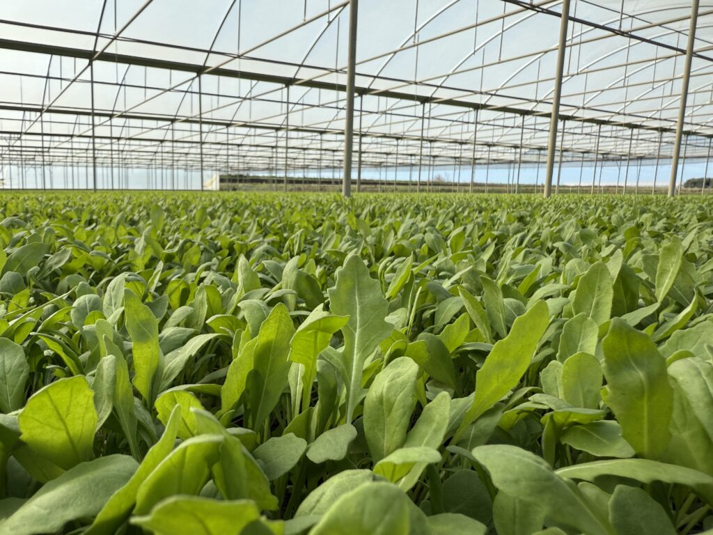 L’importanza di un apparato radicale ben sviluppato per la salute e la produttività delle piante
