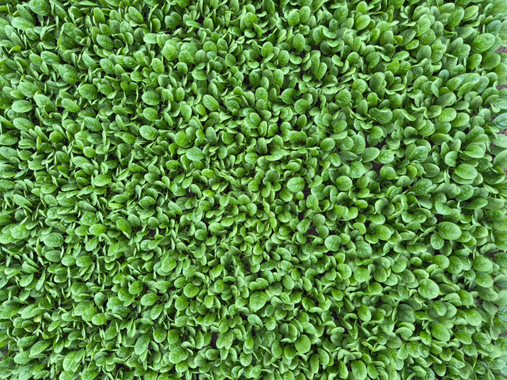 Tecniche di stimolazione delle piante: il focus AGRIH® sull’uso di ASCOSPRINT, crema alga a base di Ascophyllum Nodosum, e di AGRIH SOIL – AGRIHTAN, estratti di tannino di castagno arricchito