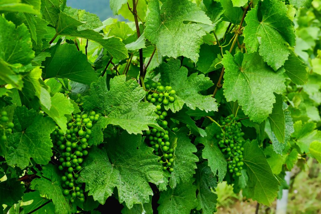“FINOALPERO”: il progetto AGRIH® – TRAERTE VADIAPERTI