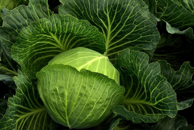 cabbage-3722498_1280
